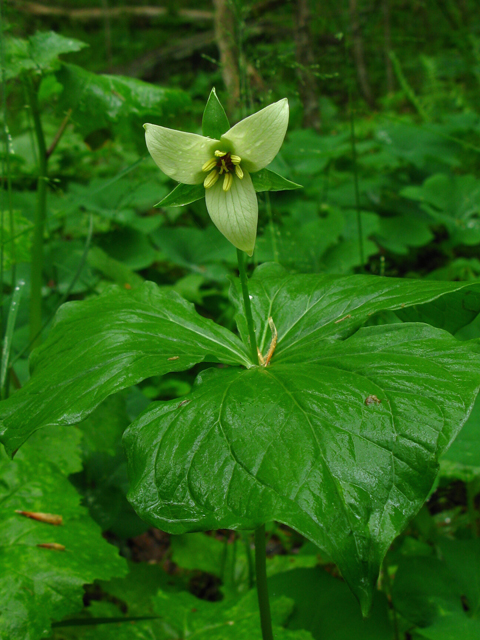 Trillium sulcatum (Furrowed wakerobin) #61254