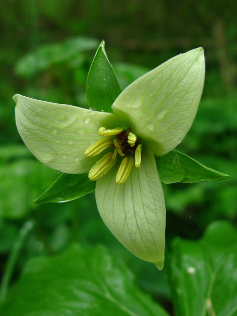 Trillium sulcatum (Furrowed wakerobin) #61255