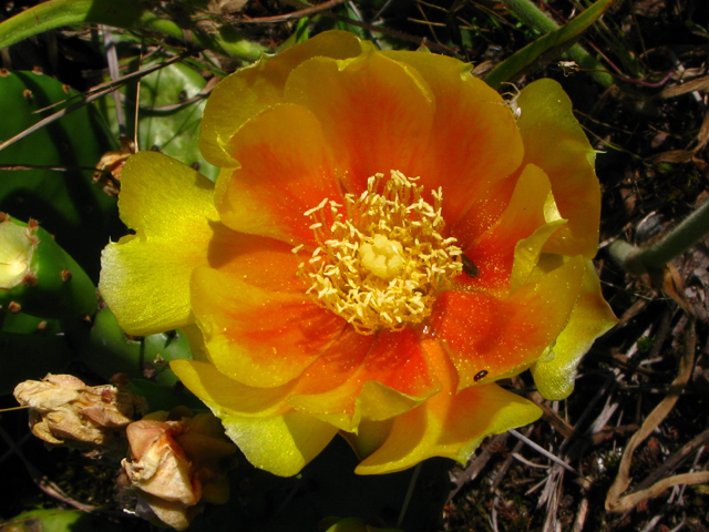 Opuntia humifusa (Low prickly pear) #61283