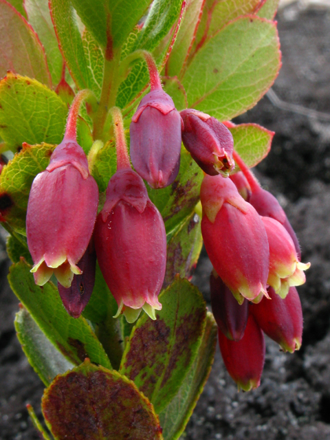 Vaccinium reticulatum (Ohelo ai ) #61297