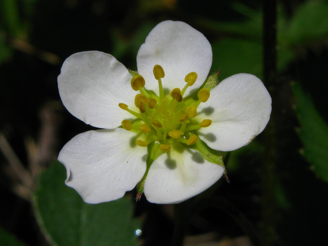 Fragaria virginiana ssp. virginiana (Virginia strawberry) #61352