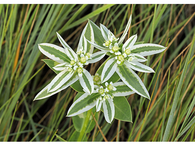 Euphorbia marginata (Snow on the mountain) #63926