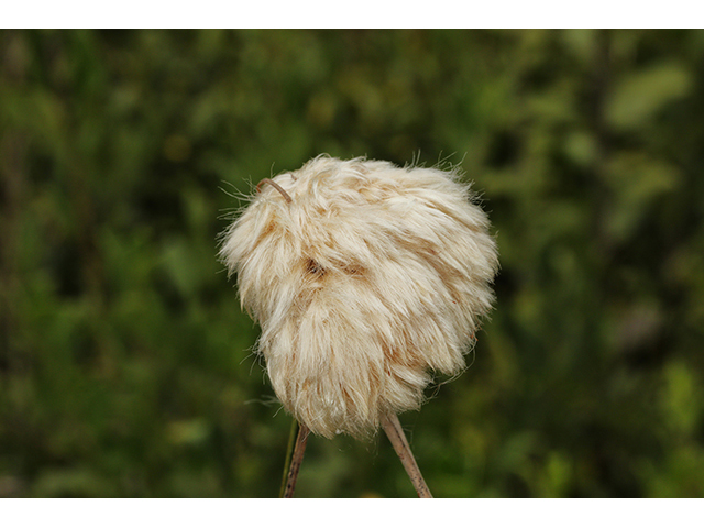 Eriophorum virginicum (Tawny cottongrass) #63929