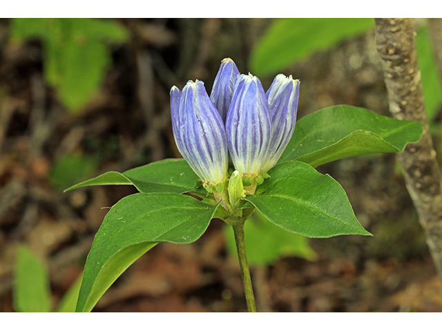 Gentiana austromontana (Appalachian gentian) #63939