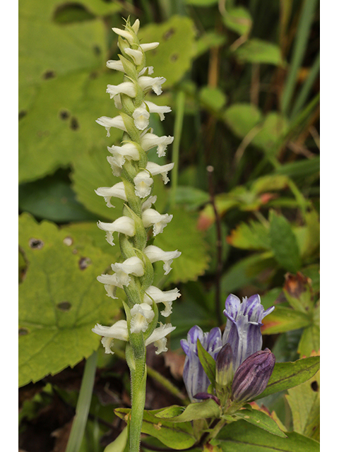 Gentiana decora (Showy gentian) #63959