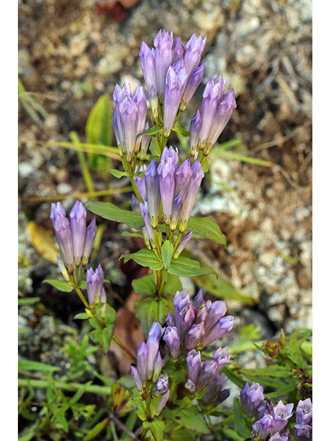 Gentianella quinquefolia (Agueweed) #63960