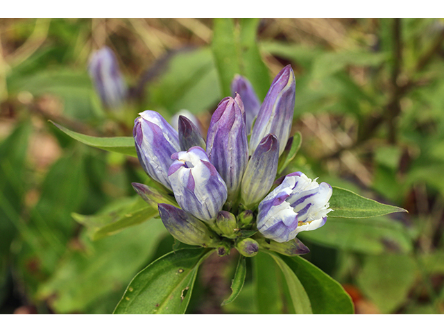 Gentiana decora (Showy gentian) #63970