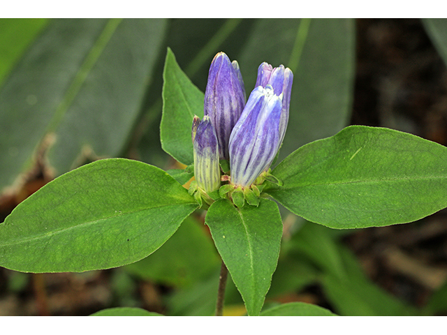 Gentiana austromontana (Appalachian gentian) #63971