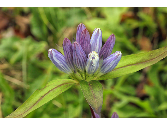 Gentiana decora (Showy gentian) #64002