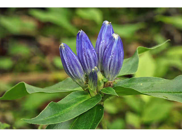 Gentiana austromontana (Appalachian gentian) #64017