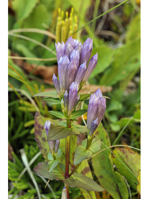 Gentianella quinquefolia (Agueweed) #64018