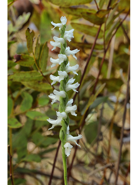 Spiranthes cernua (Nodding ladies'-tresses) #64023