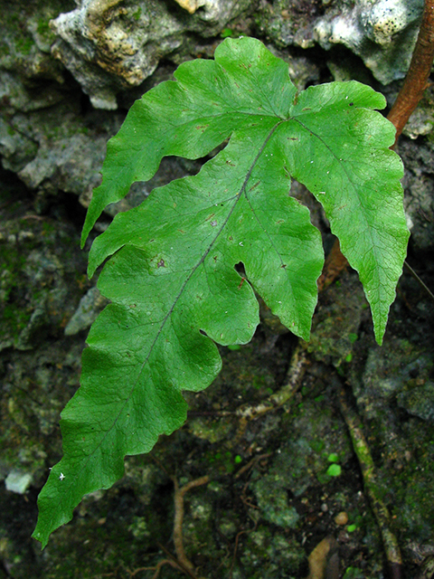 Tectaria fimbriata (Least halberd fern) #64027