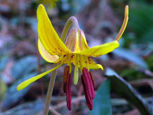 Erythronium umbilicatum (Dimpled trout lily) #64036