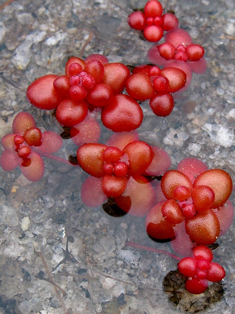 Diamorpha smallii (Elf orpine) #64064