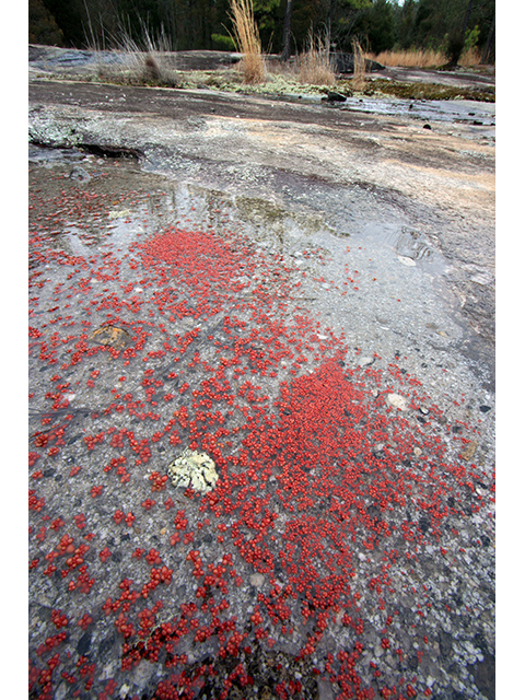 Diamorpha smallii (Elf orpine) #64067