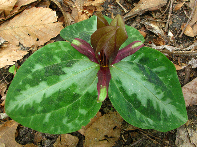 Trillium reliquum (Confederate wakerobin) #64100