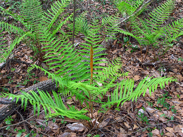 Osmunda cinnamomea (Cinnamon fern) #64111