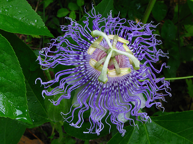 Passiflora incarnata (Maypop) #64121