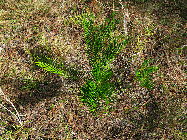 Zamia pumila ssp. pumila (Coontie) #64130