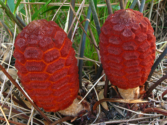 Zamia pumila ssp. pumila (Coontie) #64135