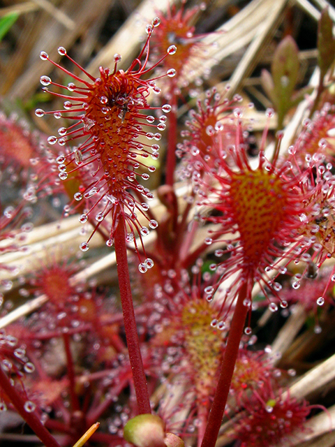 Drosera intermedia (Spoonleaf sundew) #64143