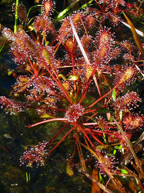 Drosera intermedia (Spoonleaf sundew) #64145