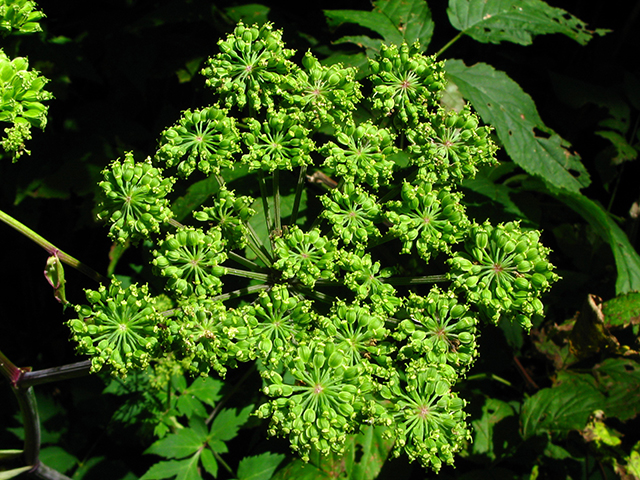 Angelica triquinata (Filmy angelica) #64193