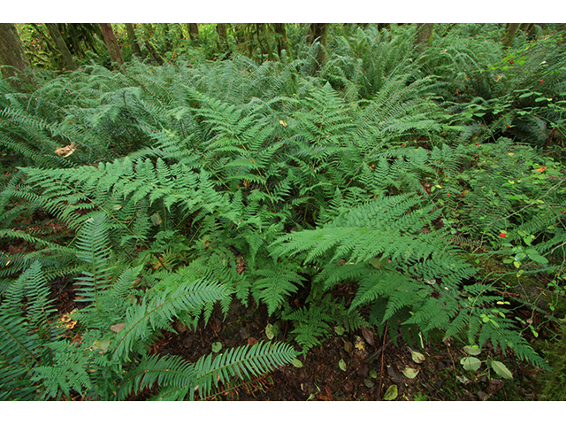 Dryopteris expansa (Spreading woodfern) #64217