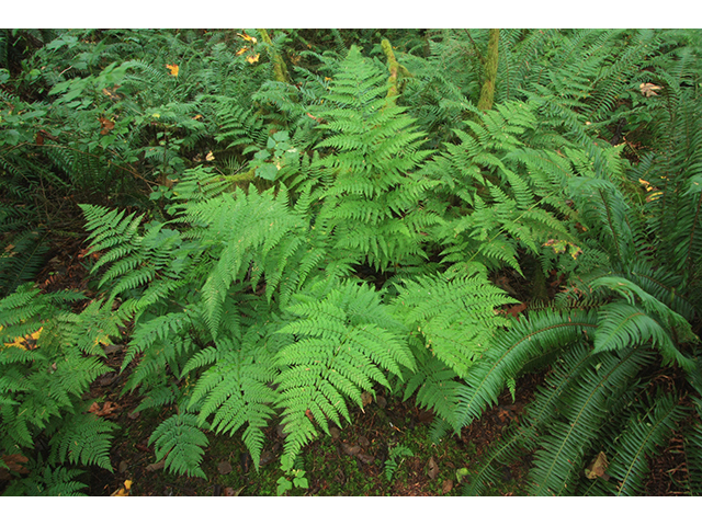 Dryopteris expansa (Spreading woodfern) #64220