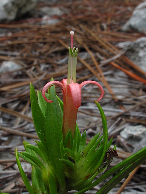 Ernodea littoralis (Coughbush) #64277