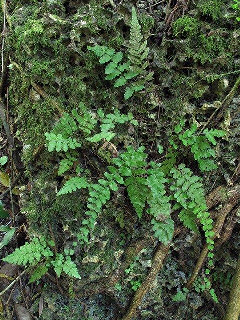 Thelypteris reptans (Creeping maiden fern) #64278