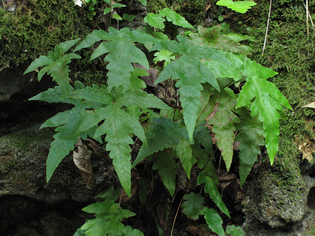 Tectaria fimbriata (Least halberd fern) #64282