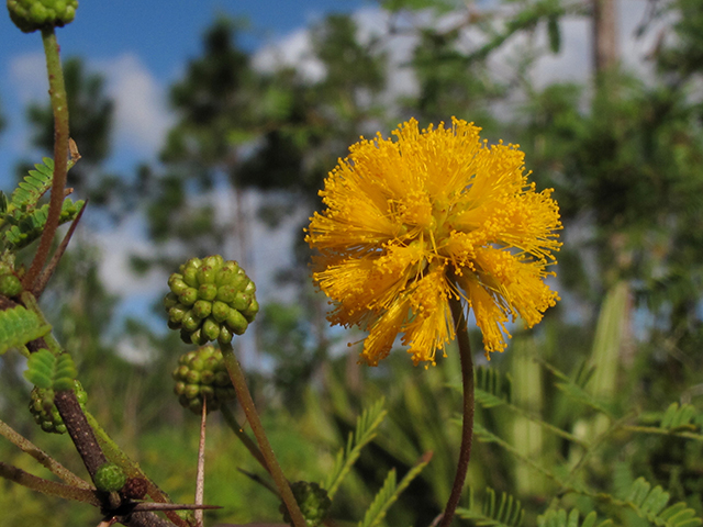 Vachellia farnesiana var. pinetorum (Pineland acacia) #64324