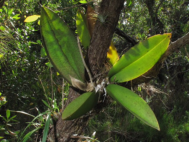 Trichocentrum maculatum (Cape sable orchid) #64336