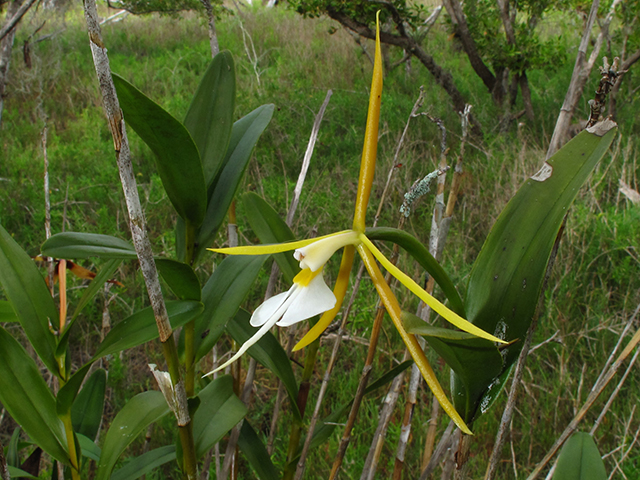 Epidendrum nocturnum (Night scented orchid) #64341