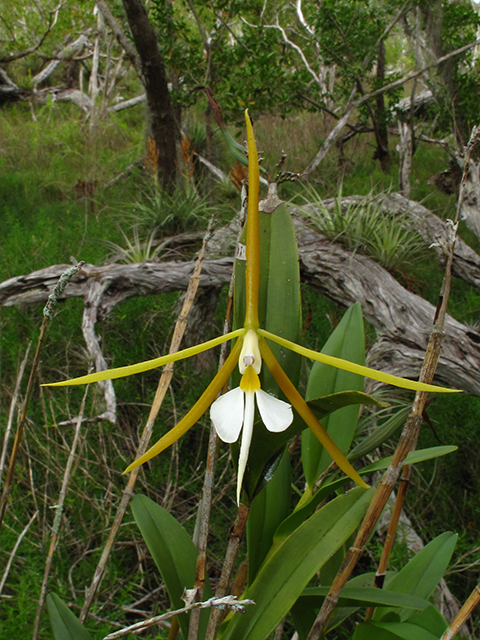 Epidendrum nocturnum (Night scented orchid) #64342