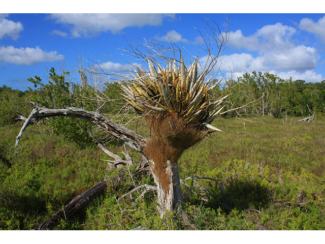 Cyrtopodium punctatum (Cowhorn orchid) #64343