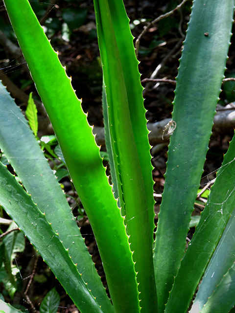 Agave decipiens (False sisal) #64354