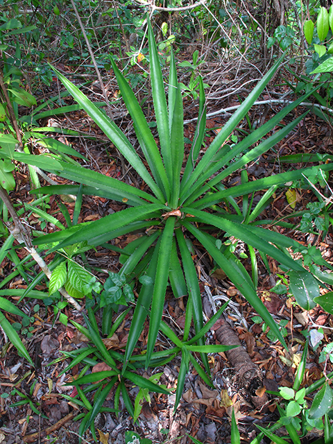 Agave decipiens (False sisal) #64357