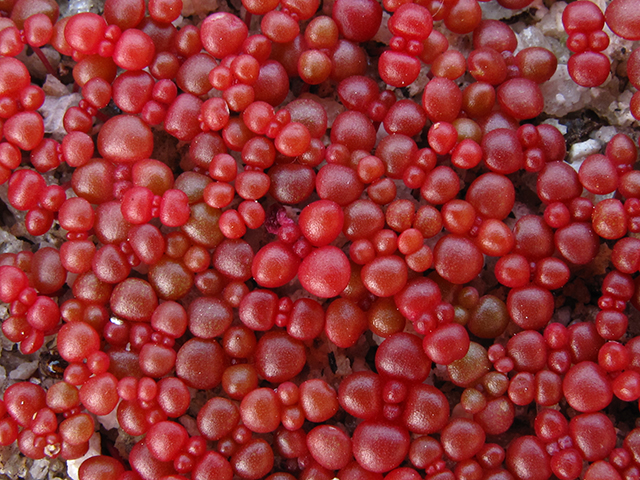 Diamorpha smallii (Elf orpine) #64359