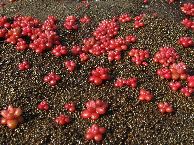 Diamorpha smallii (Elf orpine) #64367