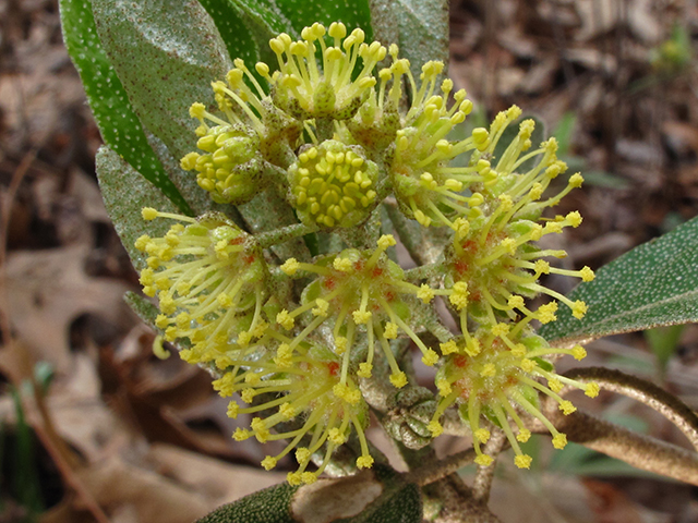 Croton alabamensis var. alabamensis (Alabama croton) #64412