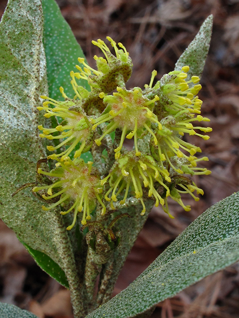 Croton alabamensis var. alabamensis (Alabama croton) #64417