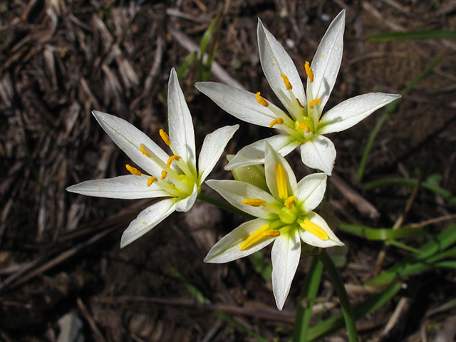 Nothoscordum bivalve (Crowpoison) #64419