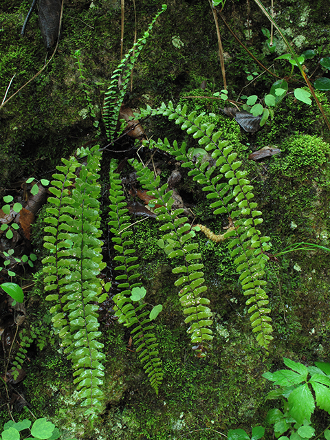 Asplenium heteroresiliens (Morzenti's spleenwort) #64480