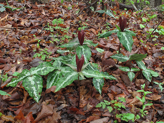 Trillium underwoodii (Longbract wakerobin) #64484