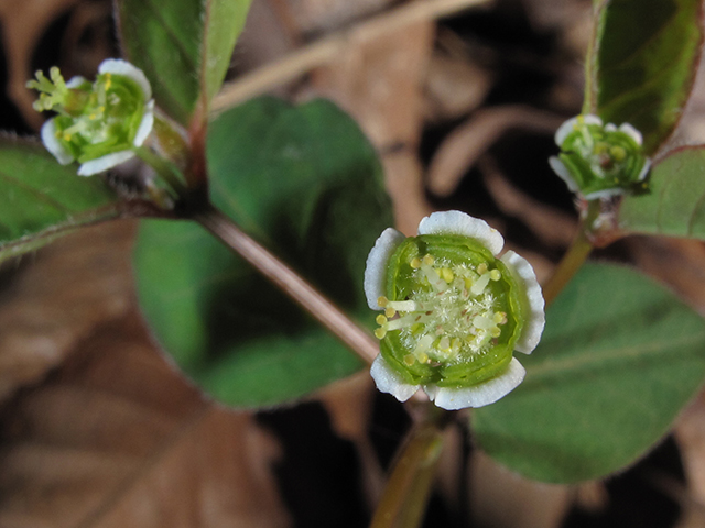 Euphorbia mercurialina (Mercury spurge) #64512