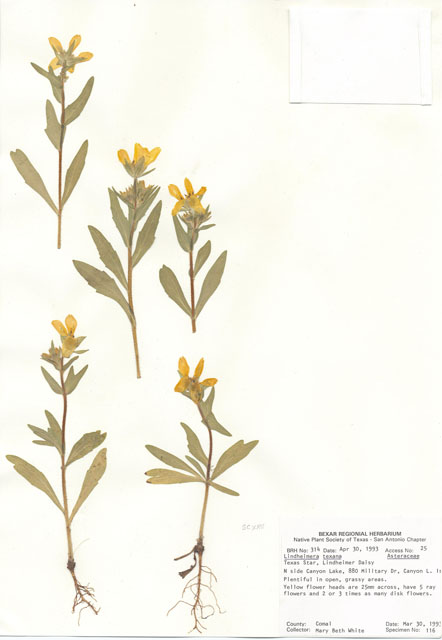 Lindheimera texana (Texas yellowstar) #29278