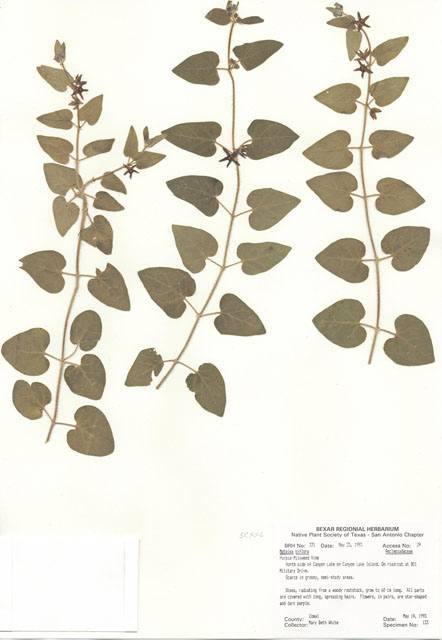 Matelea biflora (Star milkvine) #29336